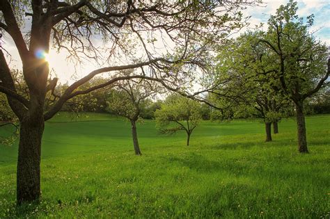 Photograph Of Green Leaf Trees On Green Grass Lawn During Daytime Hd