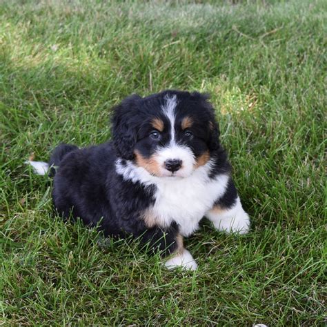 Available F1 Miniature Bernedoodle Puppies Archives Bernedoodles