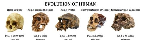 Human Evolution What The Fossil Records Say About Our Ancestors