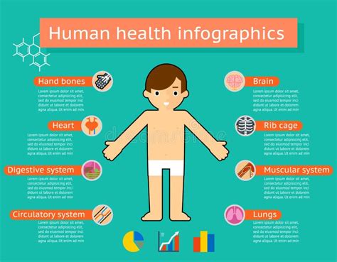 Infographics Médico De Los Sistemas Del Cuerpo Humano Ilustración Del