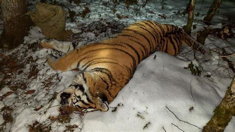 Endangered Siberian Tiger Shot Dead Another In Many Recent Poaching Cases