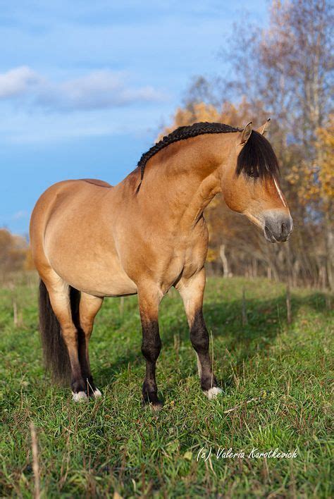 byelorussian harness horse schoene pferde pferderassen niedliche pferde