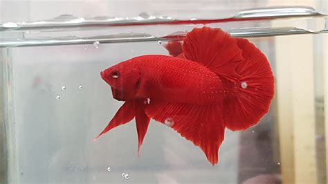 Live Betta Male Super Red Halfmoon Fish Hm Solid Color Bloodtail Plakat
