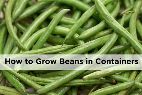 Container Gardening How To Grow Beans In Pots Green Beans