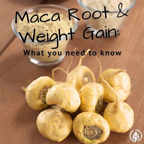 Maca Root And Weight Gain What You Need To Know All Natural Ideas