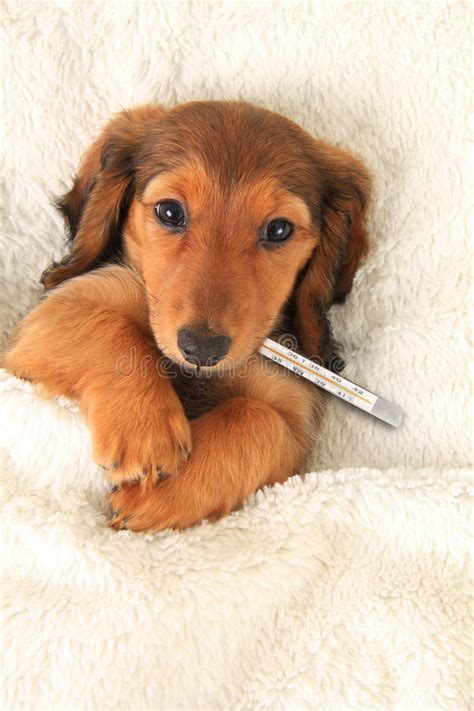 Sick Dog Stock Image Image Of Sickness Funnel Hound 16597721