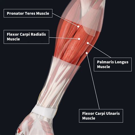 Muscles Of The Anterior Forearm Flexion Pronation Teachmeanatomy Vlr