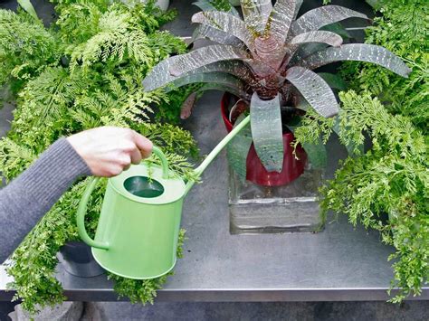 Add an indoor plant watering system to your container garden and watch your flowers thrive! The Proper Care & Feeding Of Indoor Plants — Swansons ...