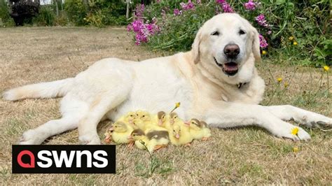 Labrador Called Fred Adopts A Brood Of 15 Orphaned Ducklings For The