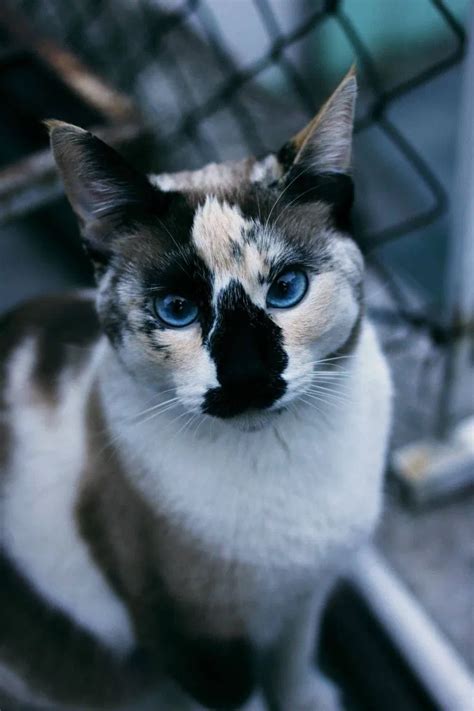 Most Unique Cat Colors Cat Meme Stock Pictures And Photos