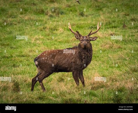 Manchurian Sika Deer Studley Royal Park North Yorkshire Uk Stock