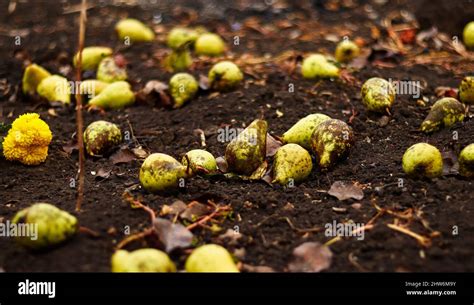 Harvesting Pear On The Ground Harvesting Pear Stock Photo Alamy