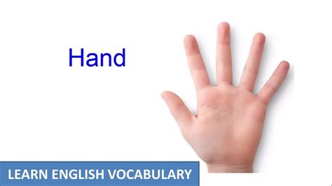 Hand And Arm Human Body Parts Learn English Vocabulary Youtube