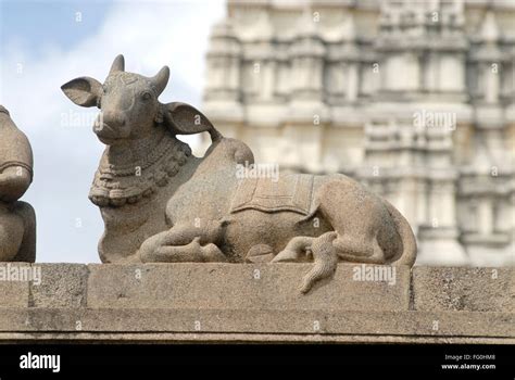 Richly Stone Carved Statue Of Nandi Bull At Ramanathswami Temple