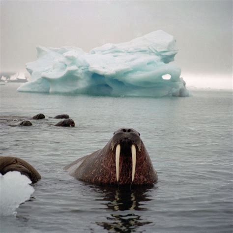 Walrus Among The Icebergs Arctic Animals Sea Creatures