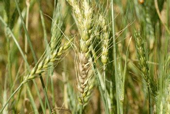 Wheat Scab (Fusarium Head Blight) Widespread in South ...