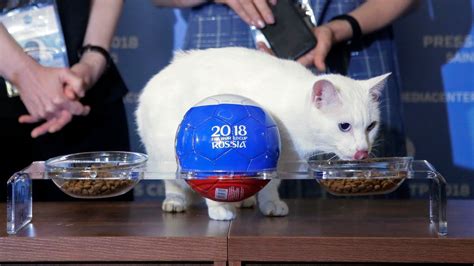 world cup winners predicted by russia s psychic cat achilles fox news