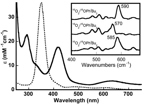 Tyrosinase Reactivity In A Model Complex An Alternative Hydroxylation