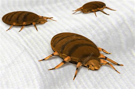 Bed Bugs Illustration Stock Image C0274921 Science Photo Library