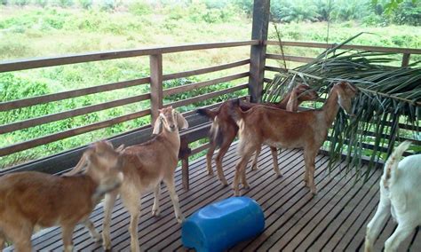 Ternak kambing konsep pakan murah seribu rupiah | peternakan kambing boer samudra farm assalamualaikum dulur, kali ini. Ladang Ternakan Kambing Izzel Deen Melaka: Kambing Betina ...