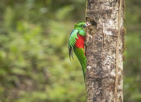 First Quetzal Newborn In Artificial Nest In Trinidad Dota Costa Rica