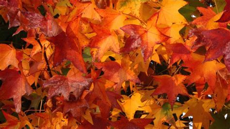 Free Download Fall Colors Wallpaper Backgrounds 1920x1200 For Your