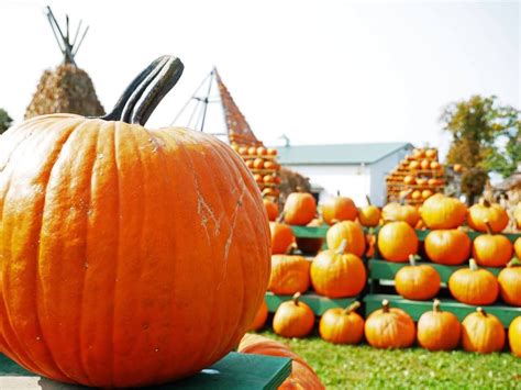 Pumpkinfest Festival Greetings Messages India News
