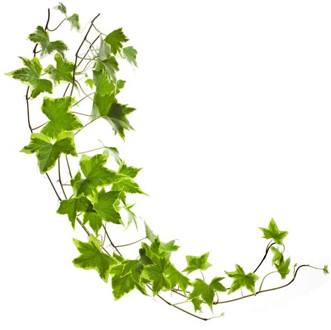 Hedera Helix Ivy Plants Green Ivy Tropical Stock Images Stock