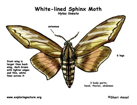 White Lined Sphinx Moth Life Cycle Moth Life Cycle Insect Species Moth