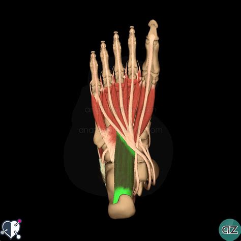 The bones and joints in the feet experience wear and tear, so conditions that cause damage to the foot can directly affect its health. Foot Muscles | AnatomyZone