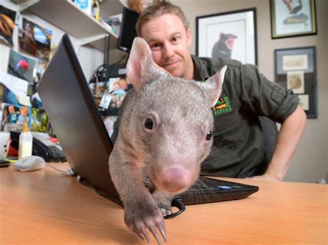 Baby Wombat Kenny Is An Affectionate Playmate For Australian Reptile
