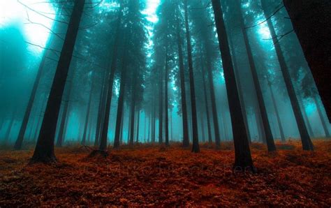 Photo Magic Forest By Mirko Fikentscher On 500px Magic Forest Forest