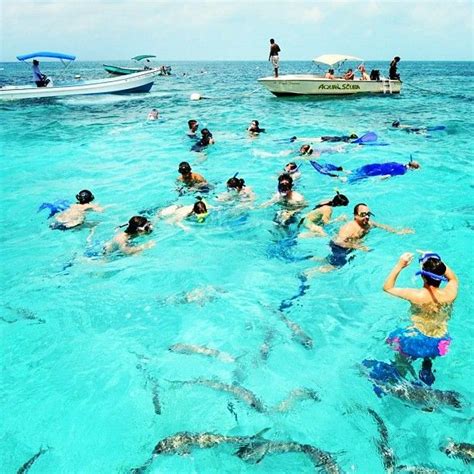 Swimming With Sharks In Belizei Want To Do This So Bad To Get Over