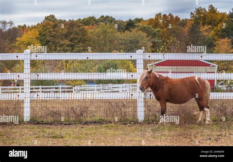 Brown Pony With Blond Mane Stands Next To White Picket Fence And Red
