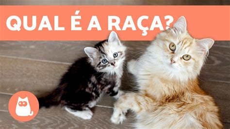 Start your family tree now is your surname de kat? Como saber a RAÇA do SEU GATO 😺 - Características e grupos ...