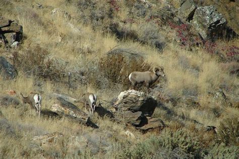 Bighorn Sheep Threatened By Domestic Sheep Grazing In Eastern Idaho