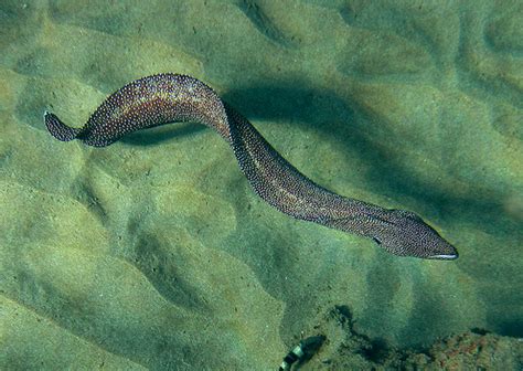 lifeform of the week eels cuter than you think earth earthsky
