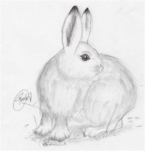 1 Best Ideas For Coloring Snowshoe Rabbit Drawing Easy