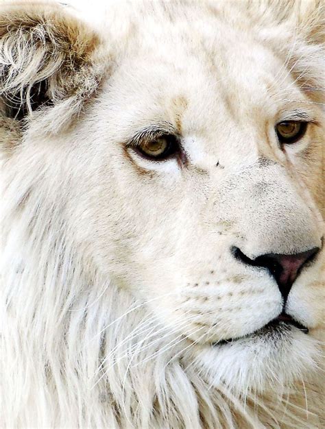 Lion White Lion Leao