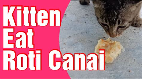 We did not find results for: Cat  Kittens  Eating Roti Canai  Breakfast  - YouTube