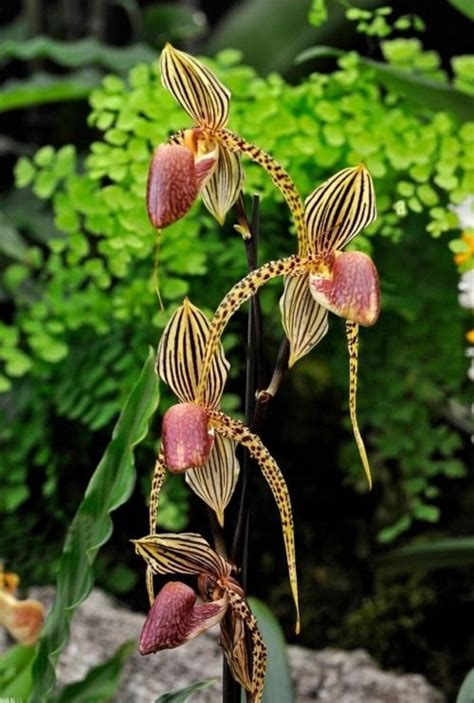 26 Most Rare And Unique Orchids Around The World