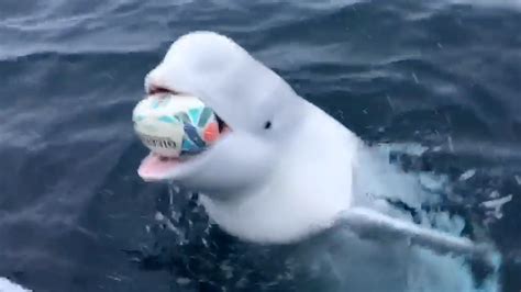 Playing Fetch With A Beluga Whale Rtm Rightthisminute