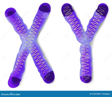 cromosoma de sexo x y y ilustración del vector ilustración de sexo 37027868