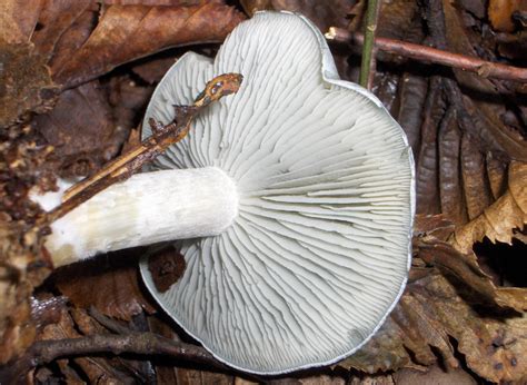 Gljive Hrvatske Mushrooms And Toadstools Clitocybe Odora