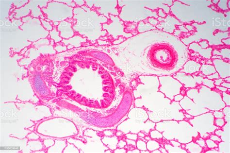 Human Lung Tissue Under Microscope View Lungs Are The Primary Organs Of