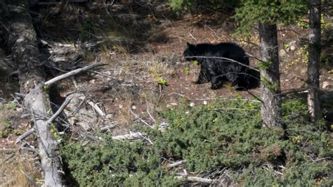 Brown Bear In Yellowstone National Park Wyoming Image Free Stock