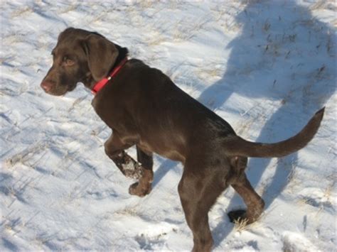 While the german shepherd dog is prone to some unfortunate health issues, it is thought that the general good. German Shorthaired Lab (German Shorthaired Pointer x Lab ...