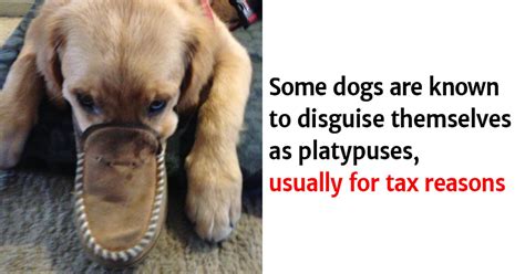 Hilarious Dog Facts You Certainly Didnt Know