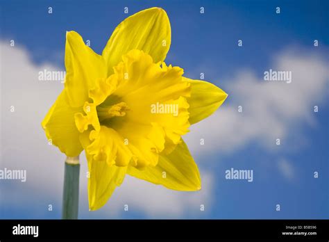 Yellow Daffodil Flower Stock Photo Alamy