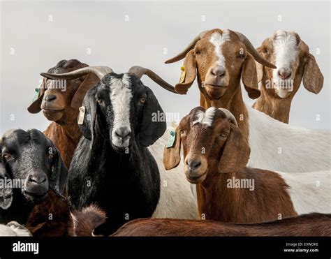 Group Of Six Boer Goats Looking At The Camera Four Are Brown And White